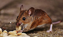 24 Hour & Emergency Exterminators in Blainesville, OH